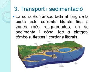 3. Transport i sedimentació
 La sorra és transportada al llarg de la
costa pels corrents litorals fina a
zones més resguardades, on se
sedimenta i dóna lloc a platges,
tómbols, fletxes i cordons litorals.
 