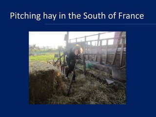 Pitching hay in the South of France

 