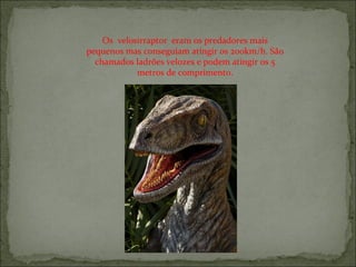 Os  velosirraptor  eram os predadores mais pequenos mas conseguiam atingir os 200km/h. São chamados ladrões velozes e podem atingir os 5 metros de comprimento. 