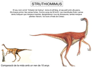 STRUTHIOMIMUS Comparació de la mida amb un nen de 10 anys El seu nom vol dir “Imitador de l’estruç”, tenia el coll llarg, el cap petit amb ulls grans,  Els braços prims i les cames fortes. Corria a prop de 50 km/h. Les mandíbules fines i sense  dents indiquen que menjava insectes, llangardaixos i ous de dinosaures, també menjava  plantes i llavors. Va viure a finals de Cretaci. 