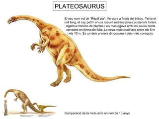 PLATEOSAURUS El seu nom vol dir “Rèptil pla”. Va viure a finals del triàsic. Tenia el  coll llarg, el cap petit i el cos robust amb les potes posteriors fortes. Agafava trossos de plantes i els mastegava amb les seves dents serrades en forma de fulla. La seva mida oscil·lava entre els 5 m i els 10 m. És un dels primers dinosaures i dels més coneguts. Comparació de la mida amb un nen de 10 anys 