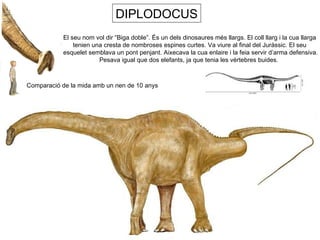 DIPLODOCUS El seu nom vol dir “Biga doble”. És un dels dinosaures més llargs. El coll llarg i la cua llarga  tenien una cresta de nombroses espines curtes. Va viure al final del Juràssic. El seu  esquelet semblava un pont penjant. Aixecava la cua enlaire i la feia servir d’arma defensiva. Pesava igual que dos elefants, ja que tenia les vèrtebres buides.  Comparació de la mida amb un nen de 10 anys 