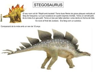 STEGOSAURUS El seu nom vol dir “Rèptil amb teulada”.Tenia dues fileres de grans plaques verticals al  llarg de l’esquena. La cua li acabava en quatre espines mortals. Tenia un cervell petit,  de la mida d’un gos petit. Tenia un bec per tallar plantes i unes dents en forma de fulla. Va viure al final del Juràssic.  Era llarg com un autobús.   Comparació de la mida amb un nen de 10 anys 
