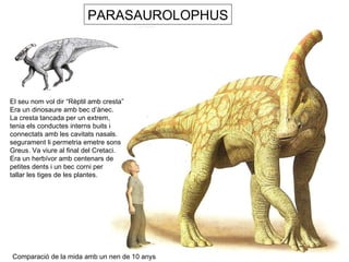 PARASAUROLOPHUS El seu nom vol dir “Rèptil amb cresta” Era un dinosaure amb bec d’ànec. La cresta tancada per un extrem, tenia els conductes interns buits i connectats amb les cavitats nasals. segurament li permetria emetre sons Greus. Va viure al final del Cretaci. Era un herbívor amb centenars de  petites dents i un bec corni per  tallar les tiges de les plantes.  Comparació de la mida amb un nen de 10 anys 