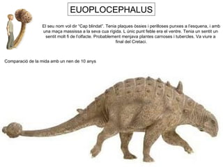 EUOPLOCEPHALUS El seu nom vol dir “Cap blindat”. Tenia plaques òssies i perilloses punxes a l’esquena, i amb una maça massissa a la seva cua rígida. L únic punt feble era el ventre. Tenia un sentit un  sentit molt fi de l’olfacte. Probablement menjava plantes carnoses i tubercles. Va viure a  final del Cretaci. Comparació de la mida amb un nen de 10 anys 