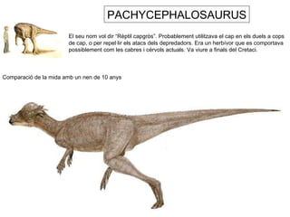 PACHYCEPHALOSAURUS El seu nom vol dir “Rèptil capgròs”. Probablement utilitzava el cap en els duels a cops  de cap, o per repel·lir els atacs dels depredadors. Era un herbívor que es comportava possiblement com les cabres i cérvols actuals. Va viure a finals del Cretaci. Comparació de la mida amb un nen de 10 anys 