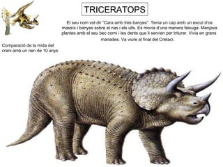 TRICERATOPS Comparació de la mida del crani amb un nen de 10 anys El seu nom vol dir “Cara amb tres banyes”. Tenia un cap amb un escut d’os massís i banyes sobre el nas i els ulls. Es movia d’una manera feixuga. Menjava plantes amb el seu bec corni i les dents que li servien per triturar. Vivia en grans  manades. Va viure al final del Cretaci.  
