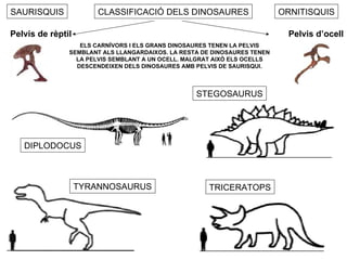 CLASSIFICACIÓ DELS DINOSAURES SAURISQUIS ORNITISQUIS Pelvis de rèptil Pelvis d’ocell ELS CARNÍVORS I ELS GRANS DINOSAURES TENEN LA PELVIS SEMBLANT ALS LLANGARDAIXOS. LA RESTA DE DINOSAURES TENEN LA PELVIS SEMBLANT A UN OCELL. MALGRAT AIXÒ ELS OCELLS  DESCENDEIXEN DELS DINOSAURES AMB PELVIS DE SAURISQUI. DIPLODOCUS TYRANNOSAURUS STEGOSAURUS TRICERATOPS 
