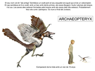 ARCHAEOPTERYX El seu nom vol dir “ala antiga”.Semblava un ocell però el seu esquelet era igual que el de un velociraptor.  El cap semblava el d’un ocell, amb un bec amb dents primes, els ossos lleugers i buits i plomes als braços i la cua. Les seves ales estaven formades pels braços amb els ossos dels dits estesos. Probablement  feia vols curts i planejava. Va viure a final del Juràssic. Comparació de la mida amb un nen de 10 anys Comparació de la mida amb un nen de 10 anys 