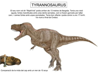 TYRANNOSAURUS Comparació de la mida del cap amb un nen de 10 anys El seu nom vol dir “Rèptil tirà” podia arribar als 13 metres de llargada. Tenia una visió  aguda, fortes mandíbules amb unes dents serrades, com si fossin ganivets per tallar carn, i cames fortes amb urpes esmolades. Tenia bon olfacte i podia córrer a uns 17 km/h. Va viure a final de Cretaci. 