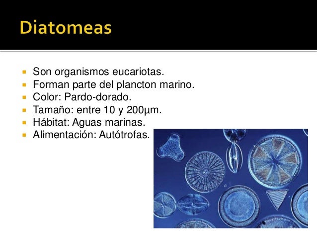 Dinoflagelados y diatomeas