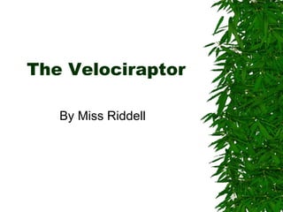 The Velociraptor By Miss Riddell 