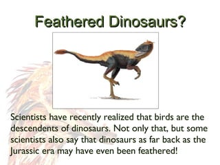 Feathered Dinosaurs? Scientists have recently realized that birds are the descendents of dinosaurs. Not only that, but some scientists also say that dinosaurs as far back as the Jurassic era may have even been feathered! 