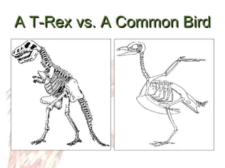 A T-Rex vs. A Common Bird 
