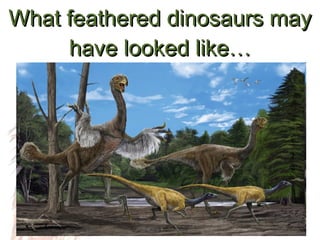 What feathered dinosaurs may have looked like… 