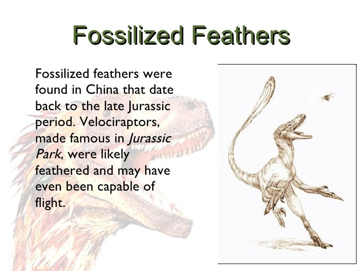 fossilized feathers