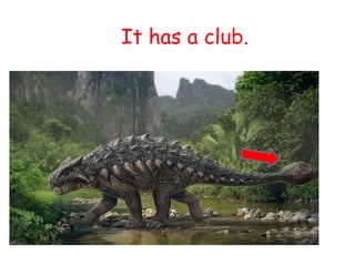 It has a club.
 