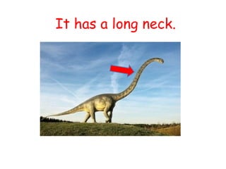 It has a long neck.
 