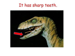 It has sharp teeth.
 