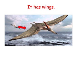 It has wings.
 