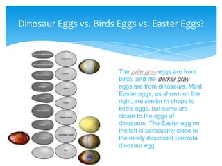 Dinosaur Eggs vs. Birds Eggs vs. Easter Eggs?



                        The pale gray eggs are from
                        birds, and the darker gray
                        eggs are from dinosaurs. Most
                        Easter eggs, as shown on the
                        right, are similar in shape to
                        bird's eggs, but some are
                        closer to the eggs of
                        dinosaurs. The Easter egg on
                        the left is particularly close to
                        the newly described Sankofa
                        dinosaur egg.
 