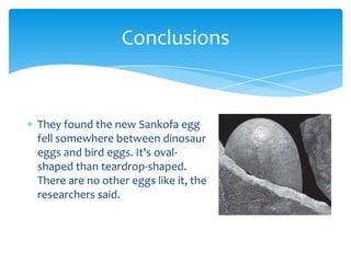 Conclusions


They found the new Sankofa egg
fell somewhere between dinosaur
eggs and bird eggs. It's oval-
shaped than teardrop-shaped.
There are no other eggs like it, the
researchers said.
 