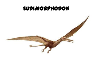 EUDIMORPHODON
 