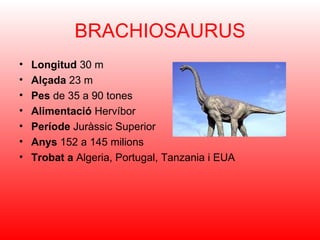 BRACHIOSAURUS
•   Longitud 30 m
•   Alçada 23 m
•   Pes de 35 a 90 tones
•   Alimentació Hervíbor
•   Període Juràssic Superior
•   Anys 152 a 145 milions
•   Trobat a Algeria, Portugal, Tanzania i EUA
 