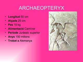 ARCHAEOPTERYX
•   Longitud 50 cm
•   Alçada 25 cm
•   Pes 15 kg
•   Alimentació Carnívor
•   Període Juràssic superior
•   Anys 150 milions
•   Trobat a Alemanya
 