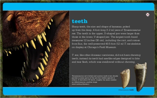 dinosaur face offs digital book t rex tooth size