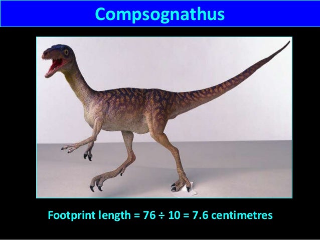 compsognathus footprint