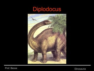 Prof. Bessa Dinosauria
Diplodocus
 