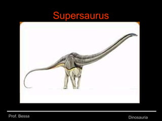 Prof. Bessa Dinosauria
Supersaurus
 
