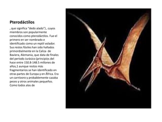 Pterodáctilos
, que significa "dedo alado") , cuyos
miembros son popularmente
conocidos como pterodáctilos. Fue el
primero en ser nombrado e
identificado como un reptil volador.
Sus restos fósiles han sido hallados
primordialmente en la Caliza de
Baviera, Alemania, que data de finales
del período Jurásico (principios del
hace entre 150.8-148.5 millones de
años,1 aunque restos más
fragmentarios se han identificado en
otras partes de Europa y en África. Era
un carnívoro y probablemente cazaba
peces y otros animales pequeños.
Como todos alas de
 