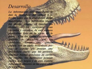 Desarrollo 
La información más importante la 
dan la dentadura del animal y la 
forma, junto con la disposición de las 
mandíbulas. Los herbívoros tenían 
los dientes planos, en cambio los 
dientes en los carnívoros eran 
curvados y cerrados, de esta manera 
penetraban más en la carne de la 
presa. Con los fósiles encontrados, 
también se descubrió que los 
carnívoros tenían una cabeza 
grande con un cuello musculoso, por 
eso, se supone que poseían una 
mordedura fuerte que les permitía 
arrancar buenas porciones de carne. 
En cambio, los herbívoros poseían 
cuellos muy largos y de esta manera 
conseguían alimento en las copas altas 
de los árboles. 
 