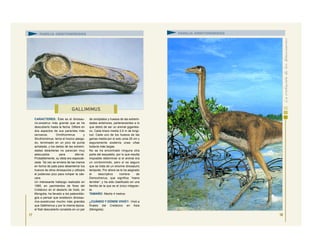 CARACTERES: Éste es el dinosau-
rio-avestruz más grande que se ha
descubierto hasta la fecha. Difiere en
dos aspectos de sus parientes más
cercanos, Ornithomimus y
Struthiomimus: tenía el hocico alarga-
do, terminado en un pico de punta
achatada, y los dedos de las extremi-
dades delanteras no parecían muy
adecuados para aferrar.
Probablemente, su dieta era especiali-
zada. Tal vez se sirviera de las manos
en forma de pala para desenterrar los
huevos de otros dinosaurios y utilizara
el poderoso pico para romper la cás-
cara.
Un interesante hallazgo realizado en
1965, en yacimientos de fines del
Cretácico en el desierto de Gobi, en
Mongolia, ha llevado a los paleontólo-
gos a pensar que existieron dinosau-
rios-avestruces mucho más grandes
que Gallimimus y por la misma época.
el fósil descubierto consistía en un par
de omóplatos y huesos de las extremi-
dades anteriores, pertenecientes a lo
que debió de ser un animal gigantes-
co. Cada brazo medía 2,5 m de longi-
tud. Cada uno de los huesos de las
garras medía por sí solo unos 25 cm y
seguramente sostenía unas uñas
todavía más largas.
No se ha encontrado ninguna otra
parte del esqueleto, por lo que resulta
imposible determinar si el animal era
un ornitomímido, pero sí es seguro
que se trata de un enorme dinosaurio
terópodo. Por ahora se le ha asignado
el descriptivo nombre de
Deinocheirus, que significa “mano
terrible”, y ha sido clasificado en una
familia de la que es el único integran-
te.
TAMAÑO: Medía 4 metros.
¿CUÁNDO Y DÓNDE VIVIÓ?: Vivió a
finales del Cretácico en Asia
(Mongolia).
17
GALLIMIMUS
FAMILIA ORNITOMÍMIDOS FAMILIA ORNITOMÍMIDOS
18
 