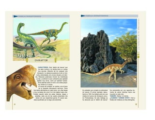 CARACTERES: Este “ladrón de huevos” que
ha dado nombre a la familia tenía un cráneo
muy peculiar, diferente del de cualquier otro
dinosaurio. La cabeza se parecía a la de un loro:
corta y redondeada, con un pico robusto y sin dien-
tes. Músculos poderosos movían las mandíbulas
curvas y conferían al pico suficiente para aplastar
objetos muy duros, como por ejemplo huesos.
Tenía además sobre el morro una cresta peque-
ña, similar a un cuerpo.
El cuerpo de oviraptor, en cambio, era el típico
de un pequeño celurosaurio carnívoro. Tenía
tres dedos aferradores en cada mano, con uñas largas
y muy curvadas (de unos 8 cm de longitud cada una).
Andaba erguido sobre las patas traseras, largas y
esbeltas, cada una de las cuales presentaba tres
dedos con sus respectivas garras. El cuerpo que-
daba equilibrado por la larga cola extendida.
21
OVIR APTOR
FAMILIA OVIRAPTÓRIDOS
Es probable que oviraptor se alimentara
de huevos. El primer ejemplar, descu-
bierto en 1924, fue hallado junto con una
nidada de huevos del dinosaurio cornu-
do Protoceratops. De este hallazgo se
ha deducido que el “ladrón de huevos”
fue sorprendido por una repentina tor-
menta de arena mientras hacía una
incursión en este nido.
TAMAÑO: Medía 1,8 metros.
¿CUÁNDO Y DÓNDE VIVIÓ?: Vivió a
finales del Cretácico en Asia (Mongolia).
FAMILIA OVIRAPTÓRIDOS
22
 
