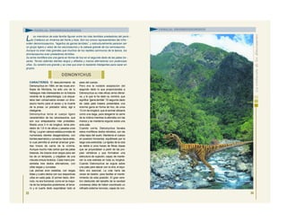 24
FAMILIA: DROMEOSÁURIDOS
CARACTERES: El descubrimiento de
Deinonychus en 1964, en las rocas arci-
llosas de Montana, ha sido uno de lo
hallazgos más interesantes en la historia
reciente de la paleontología. Los esque-
letos bien conservados revelan un dino-
saurio hecho para el acoso y la muerte
de la presa: un predador veloz, ágil e
inteligente.
Deinonychus tenía el cuerpo ligero
característico de los celurosaurios, que
son sus antepasados más probables.
Medía unos 3 m de longitud, tenía alre-
dedor de 1,8 m de altura y pesaba unos
68 kg. La gran cabeza estaba provista de
numerosos dientes desgarradores, con
bordes aserrados y curvados hacia atrás,
lo cual permitía al animal arrancar gran-
des trozos de carne de la víctima.
Aunque mucho más cortos que las patas
traseras, los brazos eran largos para ser
los de un terópodo, y colgaban de una
robusta cintura torácica. Cada mano pre-
sentaba tres dedos aferradores, con
uñas largas y curvadas.
Las piernas eran esbeltas, con largas
tibias y cuatro dedos con sus respectivas
uñas en cada pata. El primer dedo, dimi-
nuto, no era funcional, como en la mayo-
ría de los terópodos posteriores; el terce-
ro y el cuarto dedo soportaban todo el
peso del cuerpo.
Pero era la notable adaptación del
segundo dedo lo que proporcionaba a
Deinonychus su más eficaz arma ofensi-
va, y lo que le ha dado su nombre, que
significa “garra terrible”. El segundo dedo
de cada pata trasera presentaba una
enorme garra en forma de hoz, de unos
13 cm de longitud, que el animal utilizaría
como una daga, para desgarrar la carne
de la víctima mientras la aferraba con las
manos y se mantenía erguido sobre una
sola pata.
Cuando corría, Deinonychus llevaba
estos mortíferos dedos retraídos, con las
uñas lejos del suelo. Mantenía el cuerpo
en posición horizontal, equilibrado por la
larga cola extendida. La rigidez de la cola
se debía a unos haces de fibras óseas
que se proyectaban a partir de las pro-
pias vértebras y que formaban una
estructura de sujeción, capaz de mante-
ner la cola estirada en toda su longitud.
Cuando Deinonychus se erguía sobre
una pata para atacar con la otra, el equi-
librio era esencial. La cola haría las
veces de bastón, para facilitar el mante-
nimiento de esta posición. El gran cere-
bro (deducido del tamaño de la cavidad
craneana) debe de haber coordinado un
refinado sistema nervioso, capaz de con-
23
D EINONYCH US
FAMILIA: DROMEOSÁURIDOS
L os miembros de esta familia figuran entre los más temibles predadores del perio -
do Cretácico en América del Norte y Asia. Son los únicos representantes del infra -
orden deinonicosaurios, “lagartos de garras terribles”, y estructuralmente parecen ser
un grupo ligero y veloz de los celurosaurios y la cabeza grande de los carnosaurios.
Aunque no eran más grandes que muchos de los reptiles carnívoros de la época, los
dromeosaurios eran predadores terribles.
Su arma mortífera era una garra en forma de hoz en el segundo dedo de las patas tra -
seras. Tenían además dientes largos y afilados y manos aferradoras con poderosas
uñas. Su cerebro era grande y se cree que eran lo bastante inteligentes para cazar en
grupos.
 