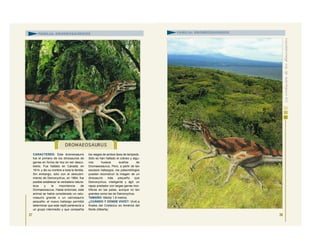 CARACTERES: Este dromeosaurio
fue el primero de los dinosaurios de
garras en forma de hoz en ser descu-
bierto. Fue hallado en Canadá, en
1914, y dio su nombre a toda la familia.
Sin embargo, sólo con el descubri-
miento de Deinonychus, en 1964, fue
posible establecer la verdadera natura-
leza y la importancia de
Dromaeosaurus. Hasta entonces, este
animal se había considerado un celu-
rosaurio grande o un carnosaurio
pequeño; el nuevo hallazgo permitió
determinar que este reptil pertenecía a
un grupo intermedio y que compartía
los rasgos de ambos tipos de terópodo.
Sólo se han hallado el cráneo y algu-
nos huesos sueltos de
Dromaeosaurus. Pero, a partir de tan
escasos hallazgos, los paleontólogos
pueden reconstruir la imagen de un
dinosaurio más pequeño que
Deinonychus, inteligente y ágil: un
rapaz predador con largas garras mor-
tíferas en las patas, aunque no tan
grandes como las de Deinonychus.
TAMAÑO: Medía 1,8 metros.
¿CUÁNDO Y DÓNDE VIVIÓ?: Vivió a
finales del Cretácico en América del
Norte (Alberta).
27
FAMILIA: DROMEOSÁURIDOS
28
FAMILIA: DROMEOSÁURIDOS
DROMAEOSAURUS
 