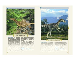 CARACTERES: Un espectacular
hallazgo realizado en Mongolia en
1971 reveló dos esqueletos fosilizados:
un ejemplar de Velociraotor enzarzado
en un combate con el dinosaurio cor-
nudo Protoceratops. Son evidentes los
signos de una encarnizada lucha, pues
Velociraptor murió aferrando la coraza
craneana de Protoceratops, mientras
hundía en el vientre del animal las leta-
les dagas de las patas. El ejemplar de
Protoceratops había conseguido herir
de gravedad a Velociraptor en el
pecho, posiblemente con el pico cór-
neo, antes de morir. Ninguna escena
podría refleja con más dramatismo la
feroz forma de vida de los dromeosau-
rios en general y de Velociraptor en
particular.
La cabeza larga y achatada de
Velociraptor, con su alargado hocico,
es el rasgo que más lo distingue de los
otros dromeosaurios, que por lo gene-
ral tenían la cabeza corta y redondea-
da. En los demás aspectos, era similar
a sus parientes.
TAMAÑO: Medía 1,8 metros.
¿CUÁNDO Y DÓNDE VIVIÓ?: Vivió a
finales del Cretácico en Asia (Mongolia
y China).
29
CARACTERES: En 1978, se encontra-
ron el cráneo y algunos dientes y hue-
sos de los brazos de este dinosaurio.
No resulta fácil clasificarlo: podría tra-
tarse de un dromeosaurio o de un
“lagarto-ave”, un saurornitoidido.
Los escasos restos permiten deducir
que Saurornitholestes tenía el cerebro
más grande que la mayoría de los dro-
meosaurios (pero de dimensiones
corrientes entre los saurornitoididos) y
que poseía poderosas garras aferrado-
ras. La reconstrucción de la página 111
se basa en los datos disponibles, pero
es esencialmente especulativa.
TAMAÑO: Podía llegar a medir hasta
1,8 metros de longitud.
¿CUÁNDO Y DÓNDE VIVIÓ?: Vivió a
finales del Cretácico en América del
Norte (Alberta).
VELOC IRAPTOR
SAURORNITHOLESTES
FAMILIA: DROMEOSÁURIDOS FAMILIA: DROMEOSÁURIDOS
30
 