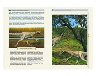 32
FAMILIA: SAURORNITOIDIDOS
CARACTERES: Aunque el cráneo de
este animal era semejante al de un ave
(alargado, chato y ligero), albergaba un
cerebro grande, que le confería una
inteligencia muy superior a la de la
mayoría de los dinosaurios de la
época. Los ojos deben de haber sido
enormes en relaciones con la cabeza,
a juzgar por el tamaño de las órbitas.
Además, su posición sugiere que estos
dinosaurios podrían haber tenido visión
binocular, la más adecuada para medir
las distancias entre los objetos.
Estos grandes ojos hacen pensar en
hábitos nocturnos. Saurornithoides, al
igual que otros miembros de su familia,
iniciaría sus actividades sobre todo
después del crepúsculo, momento en
que recorrería los bosques en busca
de pequeños mamíferos y reptiles.
TAMAÑO: Medía 2 metros de longitud.
¿CUÁNDO Y DÓNDE VIVIÓ?: Vivió a
finales del Cretácico en Asia
(Mongolia).
31
SAURORNITHOIDES
FAMILIA: SAURORNITOIDIDOS
C omo los dromeosaurios, estos “lagartos-aves” eran celurosaurios veloces, inteli -
gentes y voraces, aunque más pequeños y de estructura más ligera. También
tenían en cada una de las patas traseras una mortífera garra en forma de hoz.
El cráneo de los saurornitoididos es la característica que presenta un mayor desarro -
llo. La cavidad craneana era amplia, en relación con el peso corporal, su volumen era
unas 7 veces mayor que el de la cavidad craneana del cocodrilo, pariente vivo de los
dinosaurios. En combinación con este avanzado sistema nervioso, estos dinosaurios
tenían ojos grandes, muy probablemente con visión binocular.
Como consecuencia, los sauronitoididos de finales del Cretácico, que vivieron en
América del Norte, el sur de Europa y Mongolia, figuraban entre los cazadores más
eficaces de los dinosaurios carnívoros.
 