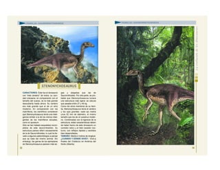 CARACTERES: Éste fue el dinosaurio
con “más cerebro” de todos: su cavi-
dad craneana, en comparación con el
tamaño del cuerpo, es la más grande
descubierta hasta ahora. Su cerebro
era más grande que el de un emú
moderno. En comparación con los
mamíferos, los científicos consideran
que Stenonychosaurus tenía una inteli-
gencia similar a la de los menos inteli-
gentes de los mamíferos actuales,
como el opossum.
Sólo se han hallado esqueletos incom-
pletos de este saurornitoidido. Su
estructura parece diferir escasamente
de la de Saurornithoides, lo cual ha lle-
vado a algunos paleontólogos a pensar
que se trata del mismo animal. Sin
embargo, las garras de los ejemplares
de Stenonychosaurus parecen más lar-
gas y delgadas que las de
Saurornithoides. Por otra parte, es pro-
bable que Stenonychosaurus tuviera
una estructura más ligera: se calcula
que pesaba entre 27 y 45 kg.
Como los otros miembros de su fami-
lia, Stenonychosaurus tenía el cerebro
y los ojos grandes: cada ojo medía
unos 52 mm de diámetro, el mismo
tamaño que los de un avestruz moder-
no. Combinadas con la ligereza de la
estructura, estas características deben
de haber hecho de este dinosaurio un
corredor veloz y un bien cazador noc-
turno, con reflejos rápidos y sentidos
bien desarrollados.
TAMAÑO: Medía 2 metros de longitud.
¿CUÁNDO Y DÓNDE VIVIÓ?: Vivió a
finales del Cretácico en América del
Norte (Alberta).
33
FAMILIA: SAURORNITOIDIDOS
34
FAMILIA: SAURORNITOIDIDOS
STENONYCHOS AURUS
 