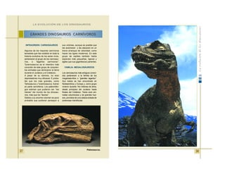 38
INFRAORDEN: CARNOSAURIOS
Algunos de los mayores carnívoros
terrestres que han existido en toda la
historia evolutiva de los seres vivos,
pertenecen al grupo de los carnosau-
rios, o “lagartos carnívoros”.
Tyrannosaurus es el miembro más
conocido de este grupo de corpulen-
tos animales que dominaron la tierra
durante el Jurásico y el Cretácico.
A pesar de su dominio, no eran
depredadores muy eficaces. E proba-
ble que los más grandes, como
Tarbosaurus y Tyrannosaurus, fueran
en parte carroñeros. Los paleontólo-
gos estiman que pudieron ser “las
hienas” del mundo de los dinosau-
rios, más que los “leones”.
Debido a su enorme volumen es poco
probable que pudieran perseguir a
sus víctimas, aunque es posible que
las acecharan y las atacaran en un
breve arranque de velocidad, como
hacen los tigres modernos. En este
grupo de reptiles también había
especies más pequeñas, ligeras y
ágiles que sus gigantescos parientes.
FAMILIA: MEGALOSÁURIDOS
Los carnosaurios más antiguos conoci-
dos pertenecen a la familia de los
megalosáuridos o “grandes lagartos”.
Sus restos se han encontrado en
Norteamérica y Europa y, como grupo
vivieron durante 14o millones de años,
desde principios del Jurásico hasta
finales del Cretácico. Todos eran ani-
males voluminosos y de grandes hue-
sos, provistos de una cabeza dotada de
poderosas mandíbulas.
GRANDES DINOSAURIOS CARNÍVOROS
LA EVOLUCIÓN DE LOS DINOSAURIOS
37 Plateosaurus.
 
