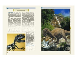 CARACTERES: Este enorme carno-
saurio, el mayor de los alosaurios, era
el predador más temible de fines del
Jurásico. Debe de haber pesado entre
1 y 2 toneladas, con una altura de unos
4,6 m.
Por su aspecto, era una versión más
grande de su pariente cercano y con-
temporáneo, Megalosaurus, aunque
tenía ciertas peculiaridades propias.
La cabeza, por ejemplo, presentaba
dos protuberancias óseas por encima
de los ojos y un estrecho puente óseo
que discurría entre los ojos y llegaba
hasta la punta del hocico.
El cráneo era enorme, pero no resulta-
ba demasiado pesado, debido a una
serie de grandes aberturas o “venta -
nas”, situadas por detrás de varios de
los huesos del cráneo. De esta forma,
la estructura craneana quedaba redu-
cida a una intrincada red de pilares
óseos, lo cual aligeraba en gran medi-
da el peso del cráneo. Los huesos
estaban blandamente articulados entre
sí (característica que también se
observa en los cráneos de otros carno-
saurios grandes, como Ceratosaurus.
El resultado era cierto grado de flexibi-
lidad, que se añadía a la fuerza del
cráneo de estructura ligera.
La eficacia de Allosaurus como caza-
dor es objeto de controversias.
Algunos paleontólogos piensan que
era demasiado pesado y torpe para
perseguir a otros animales y que pro-
bablemente se alimentaba de carroña.
Otros opinan que era relativamente
ágil para su tamaño y que tal vez caza-
ba en grupos, acosando a los grandes
dinosaurios herbívoros de la época,
como Apatosaurus (=Brontosaurus) y
Diplodocus. De hecho,
en el oeste de
Norteamérica se han
encontrado huesos de
Apatosaurus con marcas
de dientes semejantes a
los de Allosaurus, y dien-
tes rotos de este tipo se
han hallado dispersos en
torno a espécimenes de
este herbívoro.
TAMAÑO: Medía 12
metros de longitud.
¿CUÁNDO Y DÓNDE
VIVIÓ?: Vivió a finales
del Jurásico en América
del Norte (Colorado,
Utah y Wyoming), África
(Tanzania) y Australia.
49
ALLOS AURUS
FAMILIA: ALOSÁURIDOS
50
FAMILIA: ALOSÁURIDOS
 