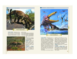 CARACTERES: Suchomimus fue un
dinosaurio que se caracterizaba por
tener unas mandíbulas muy alargadas,
como las de un cocodrilo, con muecas
en forma de anzuelo en sus extremos.
Los paleontólogos le consideran la ver-
sión africana, más grande y acuática de
Barionyx, con el que tiene un cercano
parentesco. Pero Suchomimus es más
robusto, su cuerpo era más ancho y su
color más opaco. Sus escudos dérmi-
cos eran más fuertes y tenía unas enor-
mes garras.
Vivía solitario y se cree que machos y
hembras se encontraban en el mar y
éstas acudían a las playas de islas
remotas poner sus huevos, al igual que
hacen hoy en día las tortugas marinas.
Habitaba e las playas del norte de Áfri-
ca y se pasaba a mayor parte de su
tiempo cazando en mar abierto.
TAMAÑO: Medía entre 10 y 15 metros
de longitud.
¿CUÁNDO Y DÓNDE VIVIÓ?: Vivió
desde a finales el jurásico hasta finales
del Cretácico en el norte de África
(actual costa de Marruecos, Mauritania,
Túnez, Egipto)
SUCHOMIM US
FAMILIA: ALOSÁURIDOS FAMIILA : ABELISÁURIDOS
CARACTERES: Postasuchus fue un
activo carnívoro y un veloz depreda-
dor que apareció antes de que los
dinosaurios desarrollaran su peculiar
postura de pie.
Fue un cazador solitario que perfeccionó
el arte de la emboscada, pues esperaba
a sus presas inmóvil y semiescondido
entre la espesura del bos-
que.
Su cuerpo era corpulento
y su boca estaba armada
por fuertes dientes.
TAMAÑO: Alcanzó una
longitud máxima de 6
metros de largo y una altu-
ra de unos 2 metros. Su
poderoso cráneo podía
medir 50 cm.
¿CUÁNDO Y DÓNDE
VIVIÓ?: Vivió hace entre
221 y 215 millones de
años en Norteamérica
(Arizona).
P OST OS UCHUS
51 52
 