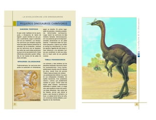 4
SUBORDEN: TERÓPODOS
El gran orden reptiliano de los sauris-
quios, o dinosaurios de “pelvis de
lagarto”, puede dividirse en dos gru-
pos o subórdenes, según la alimenta-
ción de sus miembros. Los dinosau-
rios carnívoros que andaban erguidos
sobre las patas traseras pertenecen al
suborden de los terópodos, mientras
que los herbívoros que se desplaza-
ban sobre las cuatro patas pertenecen
al grupo de los sauropodomorfo. Estas
diferencias posturales quedan refleja-
das en los huesos de las patas de
estos animales.
INFRAORDEN: CELUROSAURIOS
Tradicionalmente, los carnívoros teró-
podos se subdividen en infraórdenes,
según su tamaño. En primer lugar,
están los grandes y robustos predado-
res, denominados carnosaurios.
Luego vienen los carnívoros de talla
mediana llamados deinonicosaurios,
con una poderosa garra de despropor-
cionadas dimensiones en las patas
traseras. Y finalmente están los caza-
dores pequeños y ligeros que reciben
el nombre de celurosaurios. Su nom-
bre significa “lagartos de cola hueca” y
hace referencia a los delicados hue-
sos que constituían no sólo sus colas,
sino la mayor parte de sus gráciles
cuerpos.
FAMILIA: PODOKESÁURIDOS
Los primeros y más primitivos de los
pequeños terópodos carnívoros fueron
los podokesáuridos. Como familia,
sobrevivieron durante unos 50 millones
de años, desde fines del periodo
Triásico hasta principios del Jurásico.
Los podokesáuridos diferían muy poco
de sus antepasados inmediatos, los
reptiles tecodontos. Eran predadores
veloces y activos, que posiblemente
cazaban en grupo. Corrían sobre las
largas patas traseras, manteniendo
extendidos el esbelto cuello y la larga
cola, para equilibrar el peso del cuerpo.
Las patas delanteras, más cortas que
las traseras, servían para aferrar la
presa o para llevarse el alimento a la
boca. La cabeza tenía forma de cuña,
con numerosos dientes afilados y pun-
tiagudos en las mandíbulas.
PEQUEÑOS DINOSAURIOS CARNÍVOROS
LA EVOLUCIÓN DE LOS DINOSAURIOS
3
Campsognathus.
 