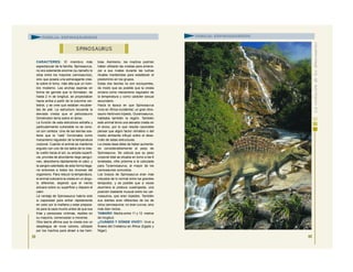 CARACTERES: El miembro más
espectacular de la familia, Spinosaurus,
no era solamente enorme (su tamaño lo
sitúa entre los mayores carnosaurios),
sino que poseía una extravagante cres-
ta sobre el lomo, más alta que un hom-
bre moderno. Las anchas espinas en
forma de garrote que la formaban, de
hasta 2 m de longitud, se proyectaban
hacia arriba a partir de la columna ver-
tebral, y se cree que estaban recubier-
tas de piel. La estructura recuerda la
elevada cresta que el pelicosaurio
Dimetrodon tenía sobre el dorso.
La función de esta estructura extraña y
particularmente vulnerable no se cono-
ce con certeza. Una de las teorías sos-
tiene que la “vela” funcionaba como
mecanismo regulador de la temperatura
corporal. Cuando el animal se mantenía
erguido con uno de los lados de la cres-
ta vuelto hacia el sol, su amplia superfi-
cie, provista de abundante riego sanguí-
neo, absorbería rápidamente el calor, y
la sangre calentada de esta forma llega-
ría entonces a todos los rincones del
organismo. Para reducir la temperatura,
el animal colocaría la cresta en un ángu-
lo diferente, dejando que el viento
actuara sobre su superficie y dispara el
calor.
La ventaja de Spinosaurus habría sido
si capacidad para entrar rápidamente
en calor por la mañana y estar prepara-
do para la caza mucho antes de que sus
frías y perezosas víctimas, reptiles en
su mayoría, comenzaran a moverse.
Otra teoría afirma que la cresta era un
despliegue de vivos colores, utilizado
por los machos para atraer a las hem-
bras. Asimismo, los machos podrían
haber utilizado las crestas para amena-
zar a sus rivales durante las luchas
rituales mantenidas para establecer el
predominio en los grupos.
Estas dos teorías no son excluyentes,
de modo que es posible que la cresta
sirviera como mecanismo regulador de
la temperatura y como carácter sexual
secundario.
Hacia la época en que Spinosaurus
vivía en África occidental, un gran dino-
saurio herbívoro bípedo, Ouranosaurus,
habitaba también la región. También
este animal tenía una elevada cresta en
el dorso, por lo que resulta razonable
pensar que algún factor climático o del
medio ambiente influyó sobre el desa-
rrollo de estas estructuras.
La cresta ósea debe de haber aumenta-
do considerablemente el peso de
Spinosaurus. Se calcula que su peso
corporal total se situaba en torno a las 6
toneladas, cifra próxima a la calculada
para Tyrannosaurus, el mayor de los
carnosaurios conocidos.
Los brazos de Spinosaurus eran más
robustos de lo normal entre los grandes
terópodos, y es posible que a veces
asumiera la postura cuadrúpeda, una
posición bastante inusual entre los car-
nosaurios, que eran bípedos. También
sus dientes eran diferentes de los de
otros carnosaurios: no eran curvos, sino
más bien rectos.
TAMAÑO: Medía entre 11 y 12 metros
de longitud.
¿CUÁNDO Y DÓNDE VIVIÓ?: Vivió a
finales del Cretácico en África (Egipto y
Níger).
59
S PINOSAURUS
FAMILIA: ESPINOSÁURIDOS
60
FAMILIA: ESPINOSÁURIDOS
 