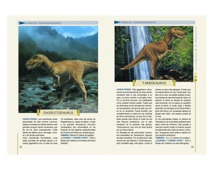 CARACTERES: Las mandíbulas cortas
abombadas de este enorme carnívoro
estaban provistas de dientes todavía más
grandes, aunque menos numerosos, que
los de los otros tiranosáuridos. Cada
diente era afilado como una daga, curva-
do y de bordes aserrados.
Unas mandíbulas formidables, unas
patas provistas de terribles garras y un
cuerpo gigantesco (con un peso de unas
3,6 toneladas): tales eran las armas de
Daspletosaurus, capaz de atacar y matar
a los grandes dinosaurios cornudos
(ceratopsios) que ramoneaban en los
bosques de las regiones septentrionales
de América del Norte por aquella época.
TAMAÑO: Medía 8,5 metros de longitud.
¿CUÁNDO Y DÓNDE VIVIÓ?: Vivió a
finales del Cretácico enAmérica del Norte
(Alberta).
65
CARACTERES: Este gigantesco carno-
saurio recorría lasa tierras de Asia central,
comiendo todo lo que encontraba a su
paso, ya fuera carroña o animales vivos.
Por su enorme volumen, sus habilidades
como cazador ofrecen dudas. Puede que
se alimentara de los dinosaurios herbívo-
ros acorazados y de pico de pato que viví-
an en su ambiente. Puede también que
complementara su dieta con las víctimas
de otros carnosaurios, ya que era lo bas-
tante grande para forzar la huida de loa
más feroces predadores, con la sola
excepción de su pariente más grande,
Tyrannosaurus, que vivía en Asia central
por la misma época.
En Mongolia se han encontrado numero-
sos esqueletos de Tarbosaurus, algunos
de ellos completos. Por su estructura, este
animal era casi idéntico a Tyrannosaurus,
pero resultaba algo más ligero y tenía el
cráneo un poco más alargado. Puesto que
los especímenes se han conservado muy
bien en la roca, es posible analizar la pos-
tura bípeda de este tiranosáurido típico. Al
parecer, el dorso se situaba en posición
casi horizontal, con el cuerpo en equilibrio
sobre la pelvis; el cuello largo y flexible
describía una abrupta curva hacia arriba a
partir del tronco, con la pesada cabeza en
ángulo casi recto: una postura propia de
un ave.
En los yacimientos fósiles, la cabeza de
Tarbosaurus se encontraba estirada hacia
atrás, hacia los hombros. Esto sucede a
menudo cuando muere un animal, porque
los ligamentos del cuello se secan y enco-
gen, empujando hacia atrás la cabeza en
una posición antinatural.
TAMAÑO: 12 a 14 metros de longitud.
¿CUÁNDO Y DÓNDE VIVIÓ?: Vivió a
finales del Cretácico en Asia (Mongolia).
DASPLETOS AURUS
T ARBOS AURUS
FAMILIA: TIRANOSÁURIDOS FAMILIA: TIRANOSÁURIDOS
66
 