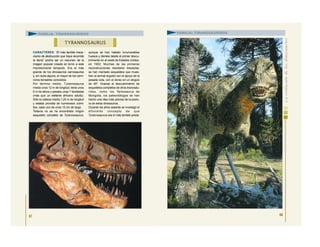 CARACTERES: “El más terrible meca -
nismo de destrucción que haya recorrido
la tierra” podría ser un resumen de la
imagen popular creada en torno a este
impresionante terópodo. Era el más
grande de los dinosaurios carnosaurios
y, sin duda alguna, el mayor de los carní-
voros terrestres conocidos.
Por término medio, Tyrannosaurus
medía unos 12 m de longitud, tenía unos
6 m de altura y pesaba unas 7 toneladas
(más que un elefante africano adulto).
Sólo la cabeza medía 1,25 m de longitud
y estaba provista de numerosos colmi-
llos, cada uno de unos 15 cm de largo.
Todavía no se ha encontrado ningún
esqueleto completo de Tyrannosaurus,
aunque se han hallado innumerables
huesos y dientes desde el primer descu-
brimiento en el oeste de Estados Unidos,
en 1902. Muchas de las primeras
reconstrucciones resultaron inexactas;
se han montado esqueletos que mues-
tran al animal erguido con el apoyo de la
pesada cola, con el dorso en un ángulo
de 45º. Gracias al descubrimiento de
esqueletos completos de otros tiranosáu-
ridos, como los Tarbosaurus de
Mongolia, los paleontólogos se han
hecho una idea más precisa de la postu-
ra de estos dinosaurios.
Durante los años sesenta se investigó el
difundido concepto de que
Tyrannosaurus era el más terrible preda-
67
TYRANNOSAURUS
FAMILIA: TIRANOSÁURIDOS
68
FAMILIA: TIRANOSÁURIDOS
 