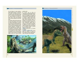 dor del Cretácico. En estos estudios e
prestó especial atención a la estructura
de la pelvis y las patas del animal. La
conclusión fue que Tyrannosaurus debía
de ser un carroñero de movimientos len-
tos, capaz solamente de avanzar con
pasos cortos y torpes, para adueñarse
de las víctimas cazadas por otros preda-
dores.
Sin embargo, desde entonces este punto
de vista ha sido puesto en tela de juicio
por algunos paleontólogos, que afirman
que la función de la amplia superficie cra-
neana por detrás de los ojos era la fija-
ción de músculos mandibulares extrema-
damente poderosos. Combinados con
otras características (los robustos dien-
tes aserrados; el cuello largo y flexible,
las grandes áreas del cerebro asociadas
con los sentidos de la vista y el olfato, y
la posibilidad de que el animal estuviera
dotado de visión binocular), los hallazgos
hablan en favor de un modo de vida de
predador activo.
Se supone que la dieta de
Tyrannosaurus consistía básicamente en
los dinosaurios de pico de pato, o hadro-
saurios, que habitaban los bosques de
América del Norte. Estos animales vivían
en manadas y estaban siempre alerta,
para escapar corriendo sobre sus dos
patas cuando amenazaba peligro. Es
probable que Tyrannosaurus se escon-
diera entre los árboles y acechara a su
presa. Posiblemente, saltaba sobre la
víctima en un corto impulso de velocidad.
Si cargaba con la boca muy abierta, el
impacto del golpe habría sido absorbido
por los poderosos dientes, el enorme
cráneo y el robusto cuello.
TAMAÑO: Medía entre 14 y 15 metros
de longitud.
¿CUÁNDO Y DÓNDE VIVIÓ?: Vivió a
finales del Cretácico en América del
Norte (Alberta, Montana, Saskatchewan,
Texas y Wyoming) y Asia (Mongolia).
69
FAMILIA: TIRANOSÁURIDOS
70
FAMILIA: TIRANOSÁURIDOS
 